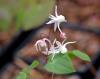 Epimedium Hagoromo